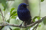 Shiny Whistling Thrush - Myophonus melanurus