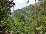 Forest at Gunung Kemiri
