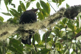 Sumatran Cochoa - Cochoa beccarii
