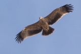 Eastern imperial eagle (Aquila heliaca) 