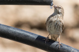 Yemen Serin (Crithagra menachensis) 