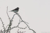 Birds of the UAE