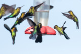 Fiery-throated Hummingbird - Panterpe insignis