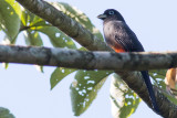 Bairds Trogon - Trogon bairdii