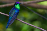 Purple-crowned Woodnymph - Thalurania colombica