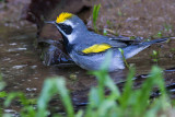 Golden-winged Warbler - Vermivora chrysoptera