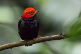 Red-capped Manakin - Ceratopipra mental