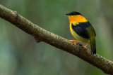 Orange-collared manakin - Manacus aurantiacus