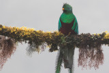 Resplendent Quetzal - Pharomachrus mocinno
