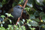 Wrenthrush - Zeledonia coronata