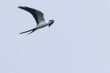 Swallow-tailed Kite - Elanoides forficatus