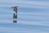 Galapagos Shearwater - Puffinus subalaris