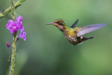 Black-crested Coquette - Lophornis helenae
