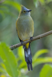 Long-tailed Silky-Flycatcher - Ptiliogonys caudatus