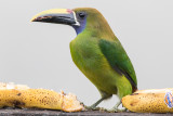 Blue-throated Toucanet - Aulacorhynchus caeruleogularis