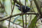 Silvery-Fronted Tapaculo - Scytalopus argentifrons