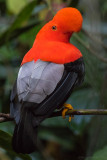 Andean Cock-of--the-rock