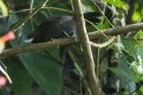 Recurve-billed Bushbird