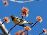 Northern Parula 