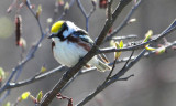 Chestnut-sided Warbler 