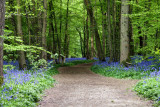 Arlington Bluebell wood - Sussex England