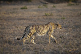 Cheetah hunting - Sabi sands South Africa