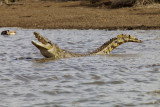 Crocodile - South Africa