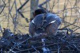 Great Crested Grebes