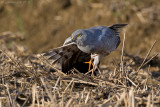 Montagus Harrier (Circus pygargus)