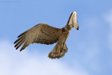 Short-toed Eagle (Circaetus gallicus)