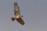 Short-toed Eagle (Circaetus gallicus)