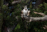 Osprey (Pandion haliaetus)