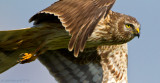 Hen Harrier (Circus cyaneus)