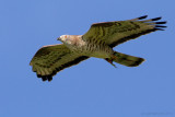 Honey Buzzard (Pernis apivorus)