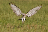 Short-toed Eagle (Circaetus gallicus)