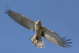 Short-toed Eagle (Circaetus gallicus)