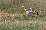 Short-toed Eagle (Circaetus gallicus)