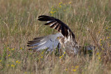 Short-toed Eagle (Circaetus gallicus)