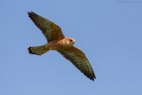 Red-footed Falcon (Falco vespertinus)