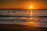 Florida: Bathtub Beach at Sunrise With Pelicans 