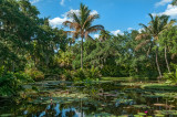 Florida:  McKee Botanical Gardens Pond