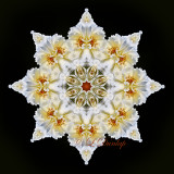 * 16. White Rose Kaleidoscope, Star