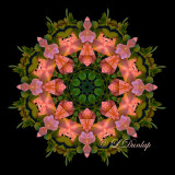 31. Single Roses Kaleidoscope