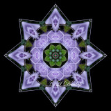 * 28. Lavender Rose Kaleidoscope