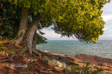  48.12 - Cascade River State Park:  Cedars By The Lake 