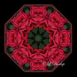 * 42. Duluth Rose Garden 1 Kaleidoscope