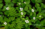 223.6 - Bunchberry (Canadian Dogwood) With Spring Flowers