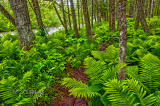 78 - Wisconsin:  Brule River Spring Ferns 