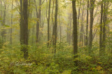 86.41 - Sawtooth:  Foggy Autumn Woods