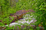 * 3.2 - Duluth Parks:  Kingsbury Creek In Spring With Apple Blossoms 